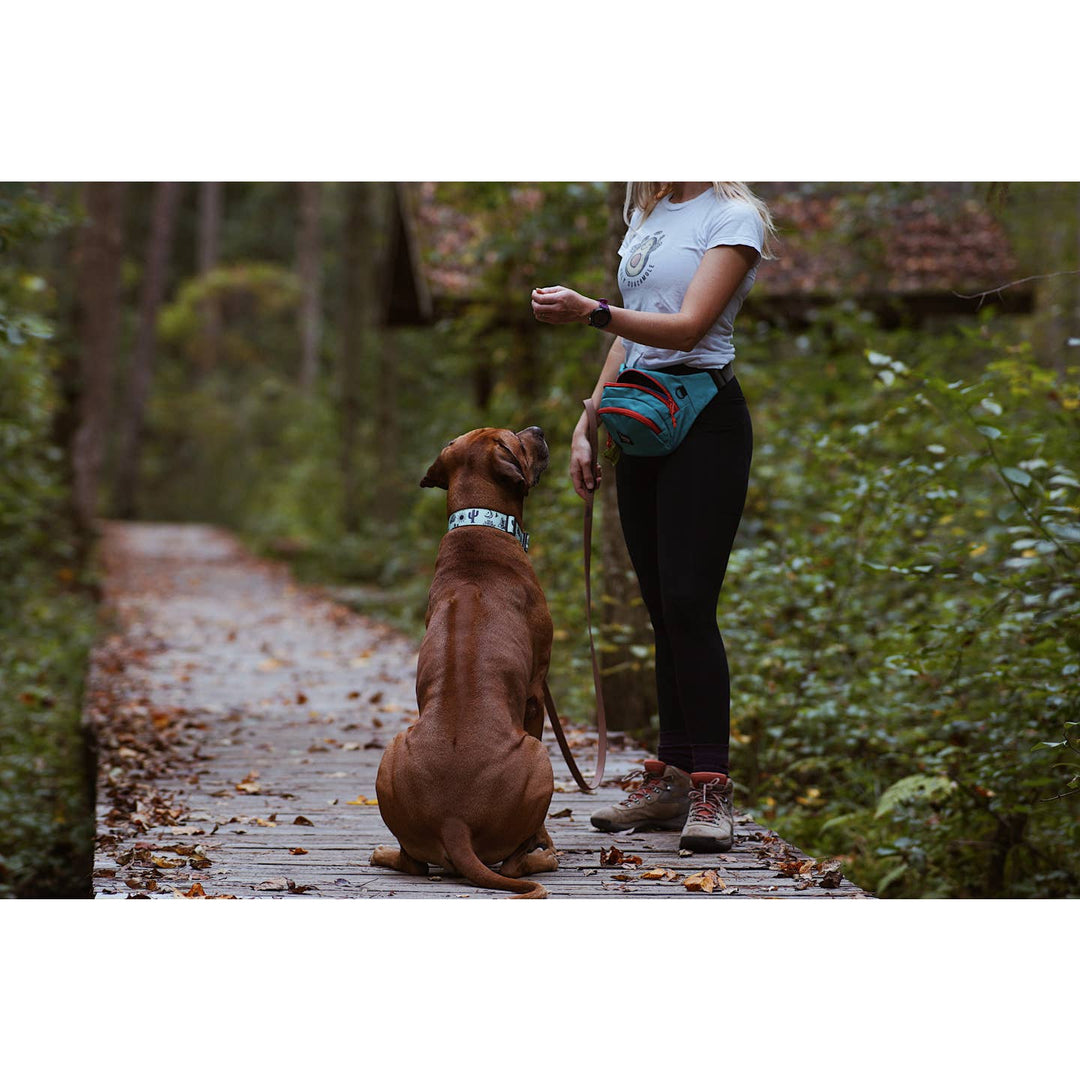 Agave Desert Trail Hound Collar