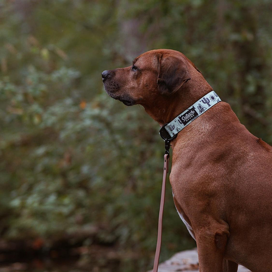 Agave Desert Trail Hound Collar