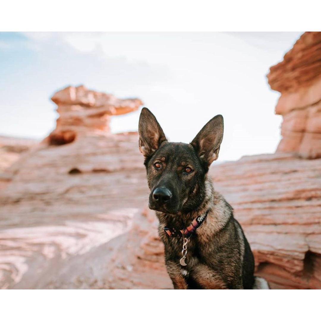 Mountain Sunrise Dog Collar