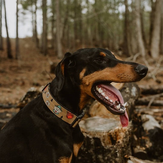 National Parks Collar